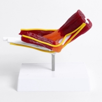 Макет "Локтевой сустав с мышечной тканью и связками" 21см Макет "Локтевой сустав с мышечной тканью и связками" 21см