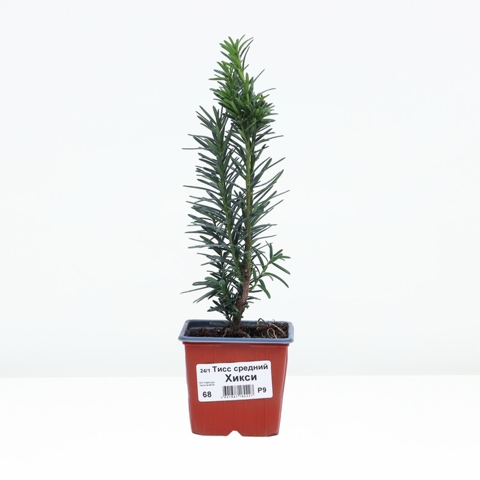 Тисс средний Тисс средний "Хикси", Р9, 1шт, h 3-20 см, Осень 2024