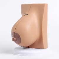 Макет "Женская грудь в разрезе" 18*13*13см Макет "Женская грудь в разрезе" 18*13*13см