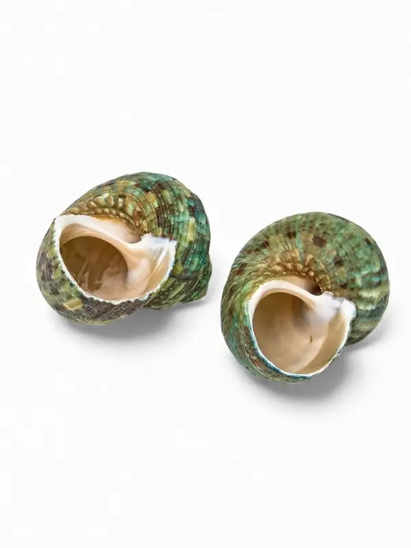 Набор ракушек декоративных, длина 4-5 см. ширина 2 см, 2 шт