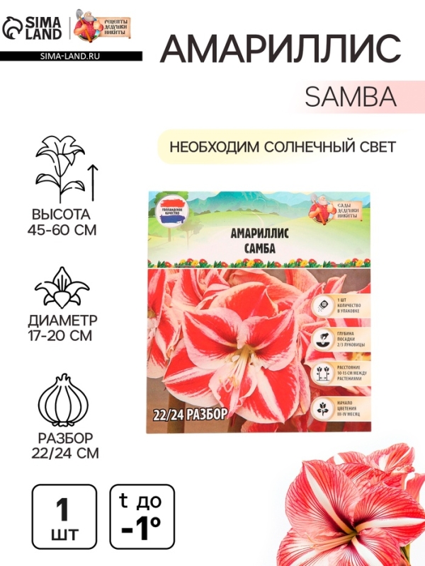 Амариллис Samba, многолетник, луковица, р-р 22/24, 1 шт.