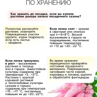 Астильба Арендса Erika многолетник, корневище в торфогрунте, р-р II, 2 шт.