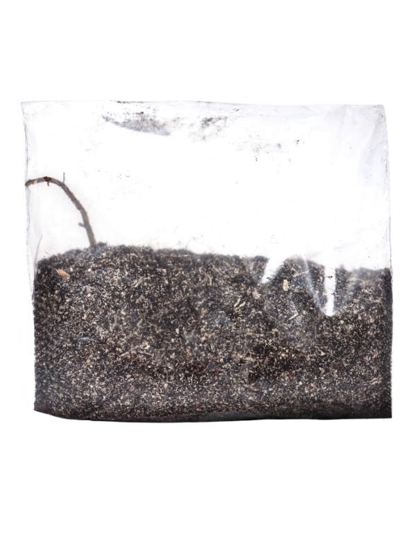 Хоста "Canadian Blue", р-р I, размер SM,1 шт, Весна 2025, ЭКОНОМ,