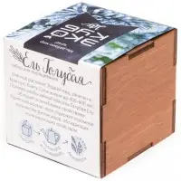 Набор для выращивания &laquo;Экокуб Lite&raquo;, ель голубая