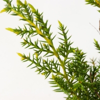 Можжевельник средний "Голд Стар", Р9, 1шт, h 3-20 см, Осень 2024