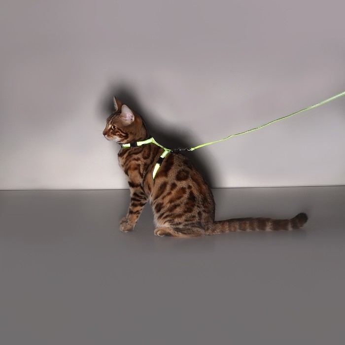 Комплект со светоотражающей лентой, ошейник 120 х 1 см, ОГ 26-40 см, зеленый