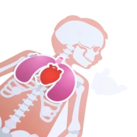 Игра на липучках &laquo;Моё тело&raquo;, анатомия