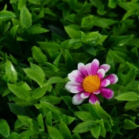 Декоративная панель, 60 &times; 40 см, &laquo;Высокая трава с цветами&raquo;, Greengo