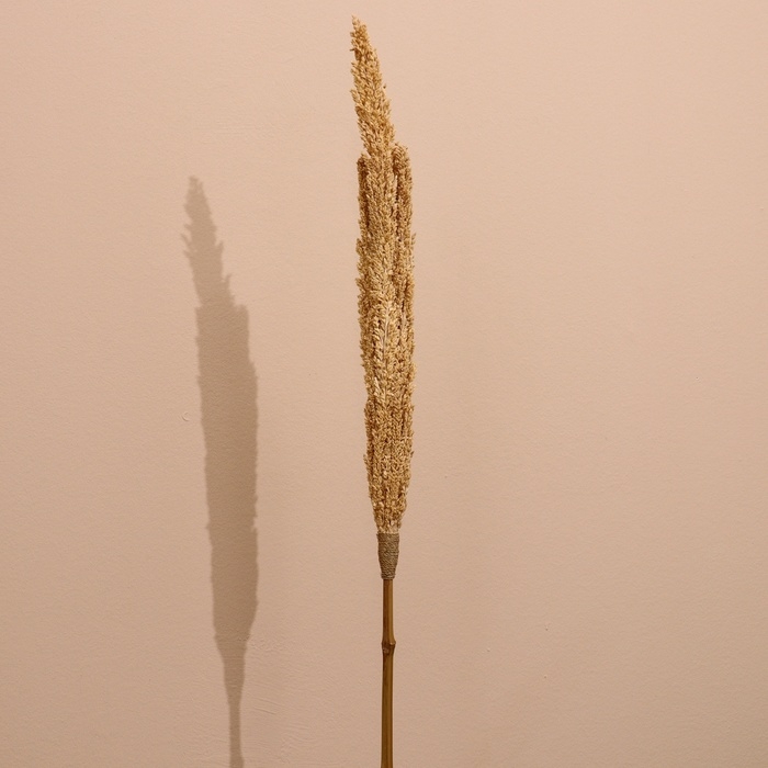 Сухоцвет Сухоцвет "Пати" 180 см натуральный