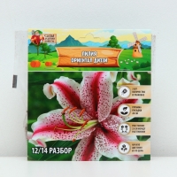 Лилия &laquo;Ориентал Диззи&raquo;, луковица в пакете с перфорацией, р-р 14/16, 2 шт.