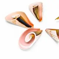 Набор ракушек декоративных, длина 4 см, 5 шт