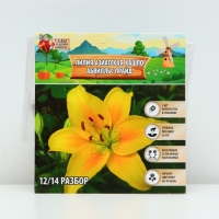 Лилия Азиатская Кашпо "Abbeville's Pride", луковица в пакете с перфорацией, р-р 12/14, 2 шт.