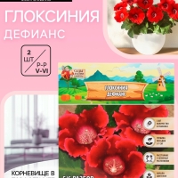 Глоксиния &laquo;Дефианс&raquo; многолетник, комнатный, луковица в пакете с перфорацией, р-р 5/6, 2 шт.