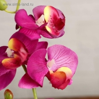 Композиция в горшочке "Орхидея" 10х28 см, микс Композиция в горшочке "Орхидея" 10х28 см, микс