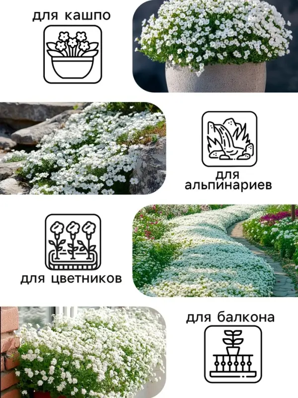 Семена цветов Алиссум "Снежные узоры", 5 шт.