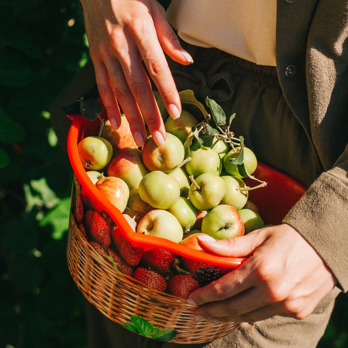 Ёмкость для сбора ягод, 3 л, &laquo;Корзина&raquo;, красная