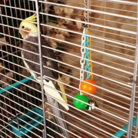 Игрушка для птиц "Погремушка", микс Игрушка для птиц "Погремушка", микс