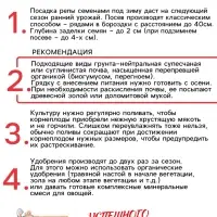 Семена Репа "Петровская 1", 1 г