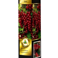 Смородина красная перспективные сорта Дана/ЦКорЛюкс