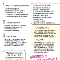 Георгина Кактусовидная BORA BORA, клубелуковица в упаковке, р-р I, 1 шт.