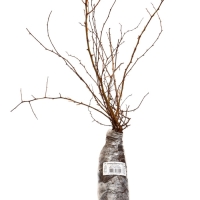 Спирея Вангутта (Серия Северный сад), саженец, туба, 1 шт.