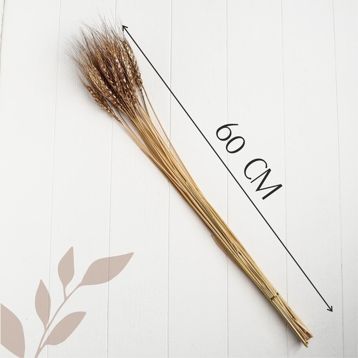 Сухой колос пшеницы, набор 30 шт., цвет золотой Сухой колос пшеницы, набор 30 шт., цвет золотой