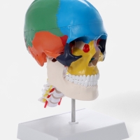 Макет "Череп с мозгом" разборный 27*19*12см