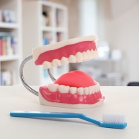 Макет "Челюсти человека" 21*15*13см Макет "Челюсти человека" 21*15*13см