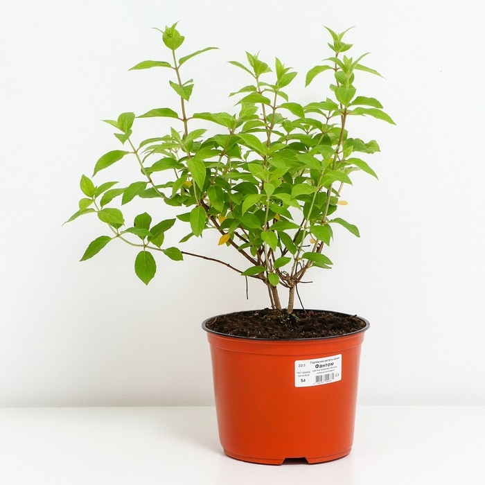 Гортензия метельчатая Фантом, С3 горшок, Н10-50 высота, 1 шт, Осень 2024