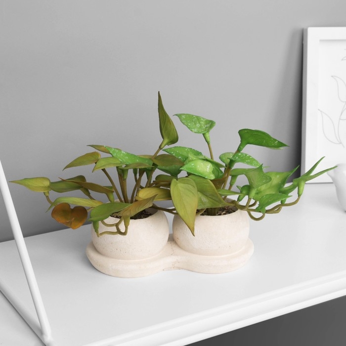 Бонсай в горшке Бонсай в горшке "Сингониум элит" (мягкий лист) двойной, 12х14 см