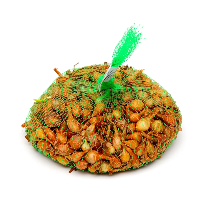 Лук севок Стурон , р-р 18-21, 2 кг, Весна 2025 Лук севок Стурон , р-р 18-21, 2 кг, Весна 2025