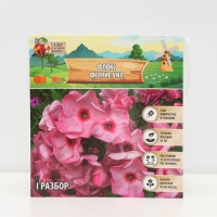 Флокс &laquo;Феррис Уил&raquo; корневище в пакете с торфогрунтом, р-р I, 2 шт.