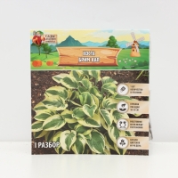 Хоста &laquo;Брим Кап&raquo;, корневище в пакете с торфогрунтом, р-р I, 1 шт.