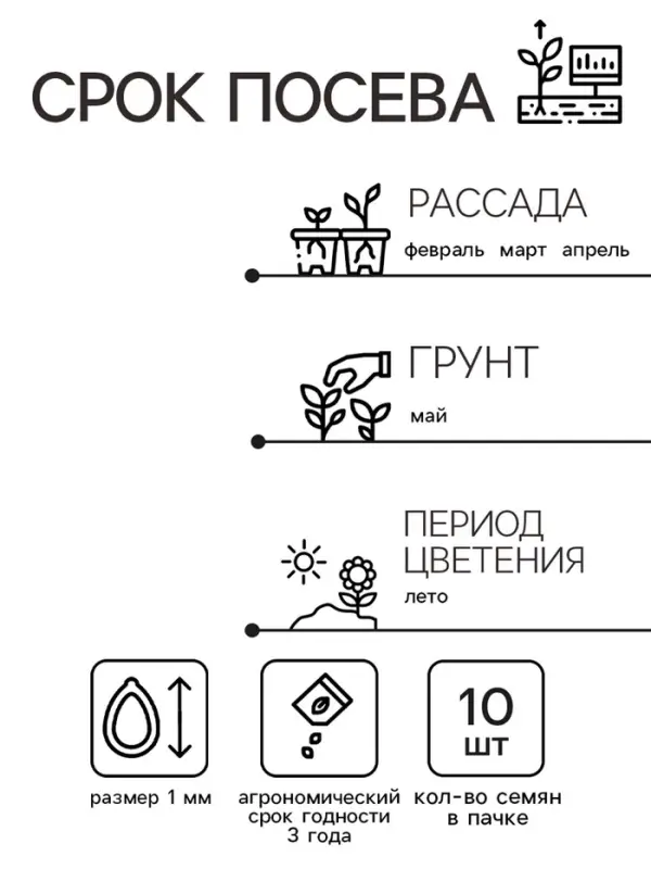 Семена цветов Колеус Визард Роуз, 10шт