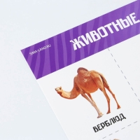 Набор обучающих плакатов &laquo;Изучаем мир&raquo;, 10 в 1, А4