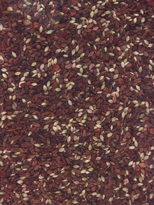 Семена Фацелии 0.5 кг