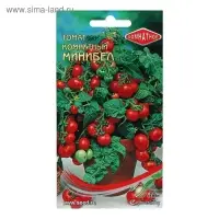 Семена  Томат комн. Минибел, ,детерминантный,низкорослый 15 шт