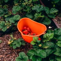 Ёмкость для сбора ягод, 3 л, оранжевая Ёмкость для сбора ягод, 3 л, оранжевая