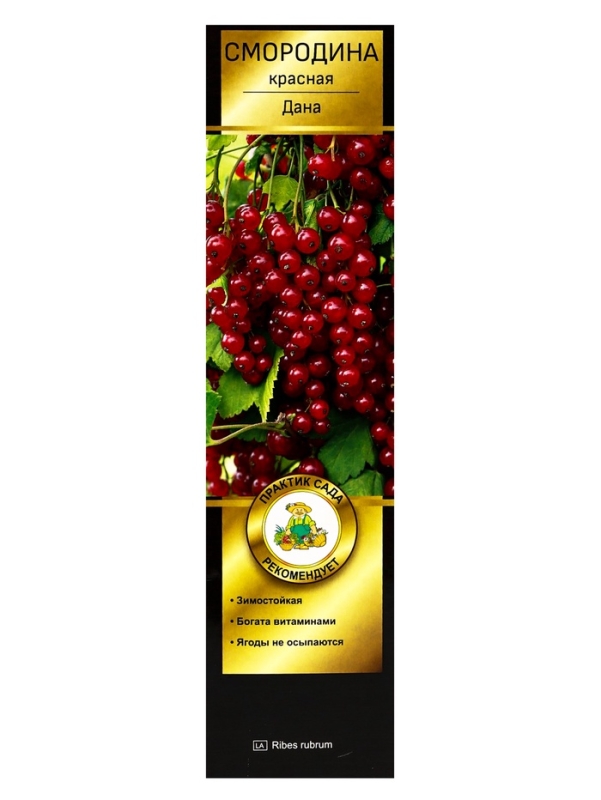 Смородина красная перспективные сорта Дана/ЦКорЛюкс