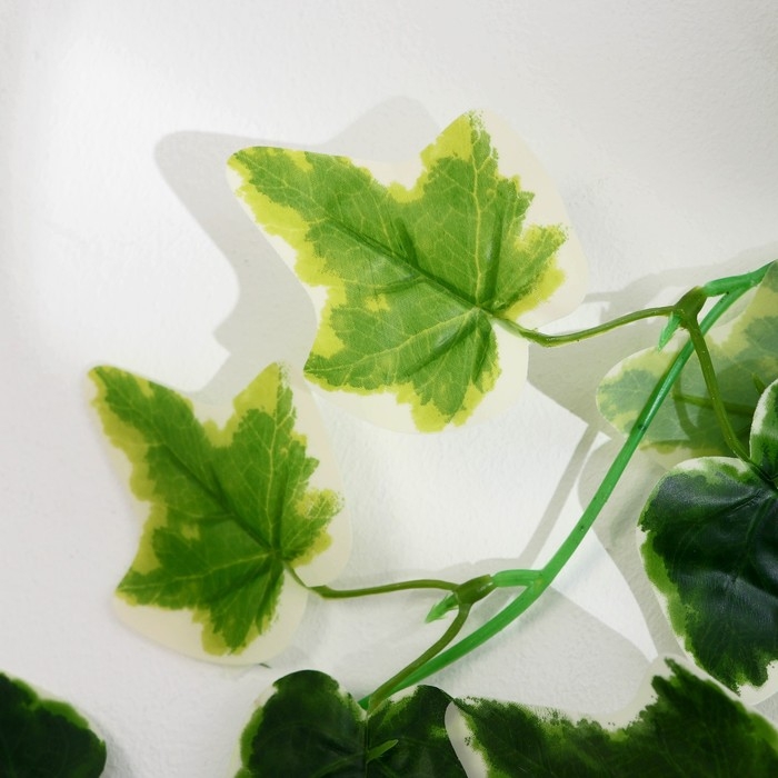 Лиана Лиана "Хедера хеликс" 220 см