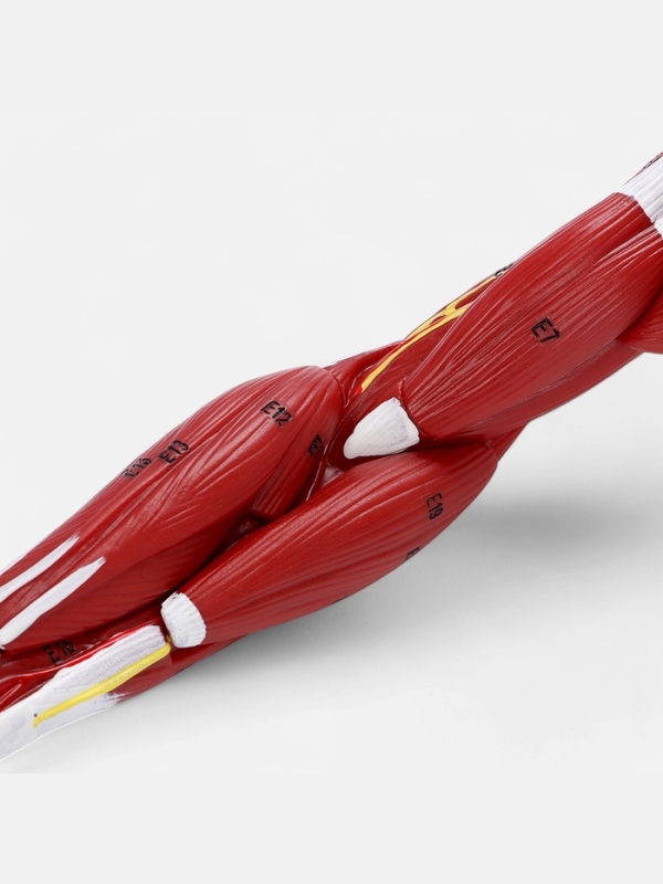 Макет Макет "Рука, мышечное строение" 38см