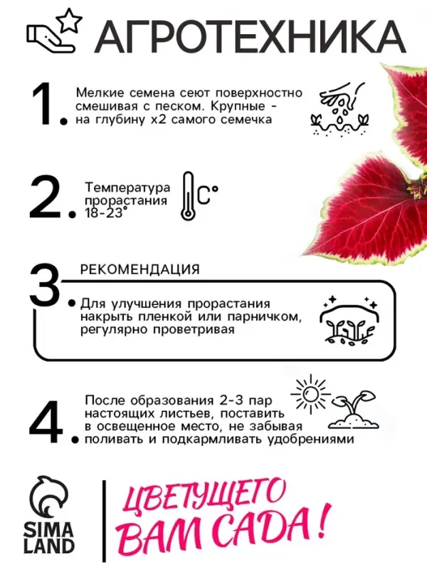 Семена цветов Колеус "Визард Скарлет", 10 шт