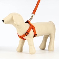 Комплект амуниции рельефный, 2 см, поводок 120 см,красно-жёлтый