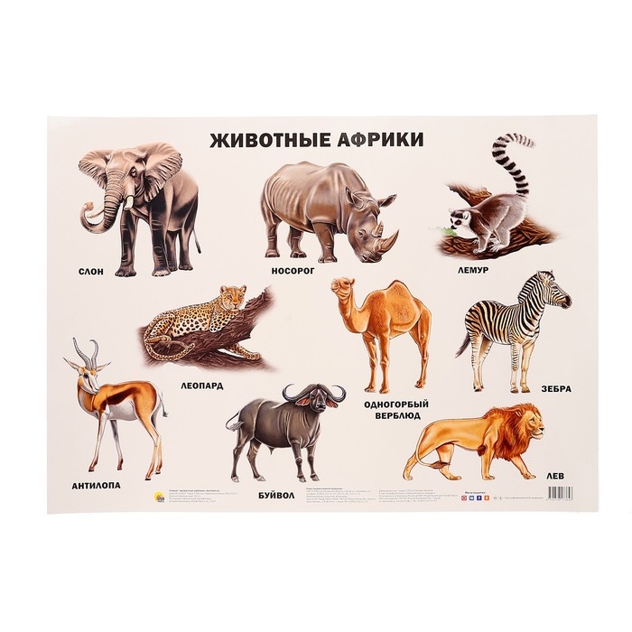 Плакат &laquo;Животные Африки&raquo;