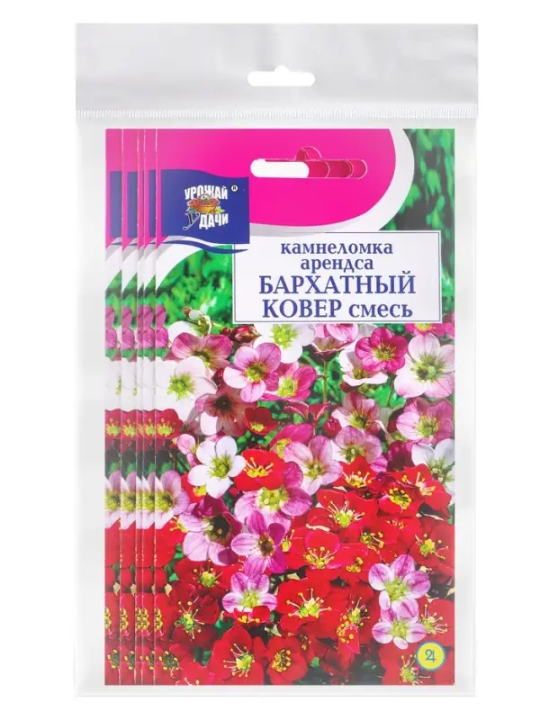 Набор семян Камнеломка "Бархатный ковер", 5 шт.