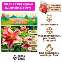 Лилия гибридная &laquo;Олимпик Торч&raquo;, луковица в пакете с перфорацией, р-р 14/16, 2 шт.