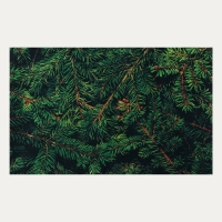 Фотофон винил "Еловые ветви" 120х80 см Фотофон винил "Еловые ветви" 120х80 см