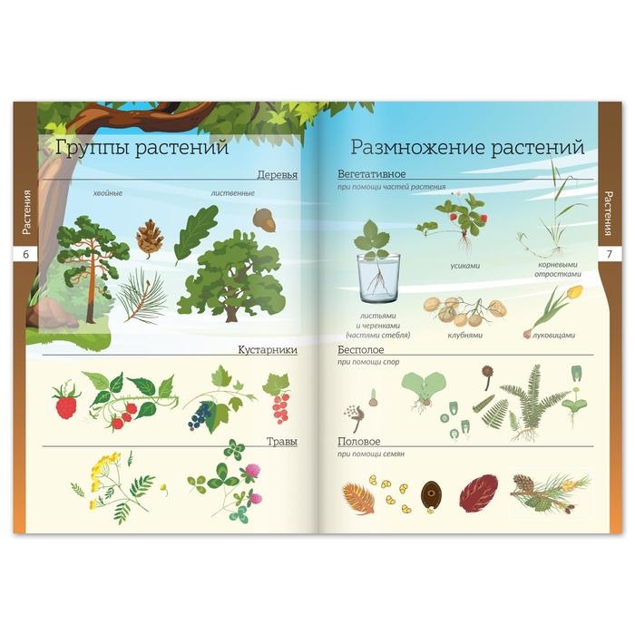 Набор книжек-шпаргалок &laquo;Мир природы и человека&raquo;, 6 шт.