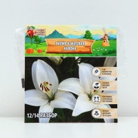 Лилия Азиатская &laquo;Навона&raquo;, луковица в пакете с перфорацией, р-р 12/14, 3 шт.