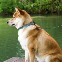 Ошейник &laquo;Джентльмен&raquo;, застёжка - фастекс, 2.5 см, 40-55 см